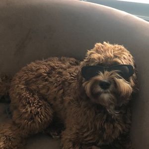 Meet your Posher, Claire